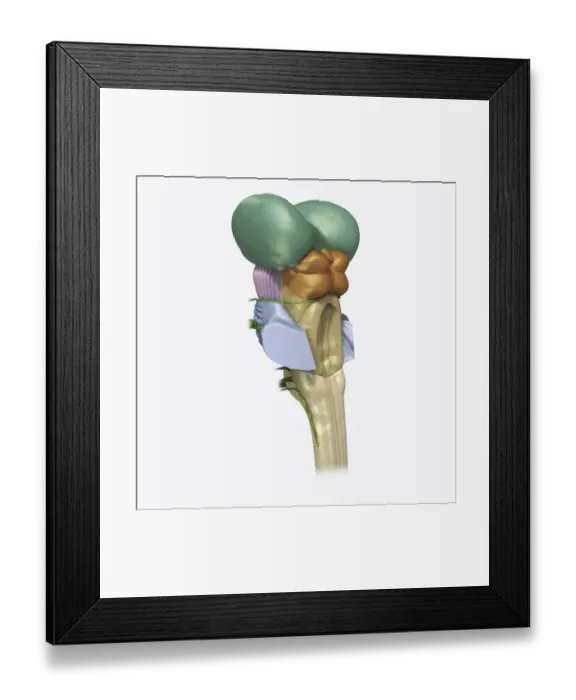 Framed Print : Digital illustration of human brain stem with cerebellum removed revealing medulla and axons Framed Print : Digital illustration of human brain stem with cerebellum removed revealing medulla and axons