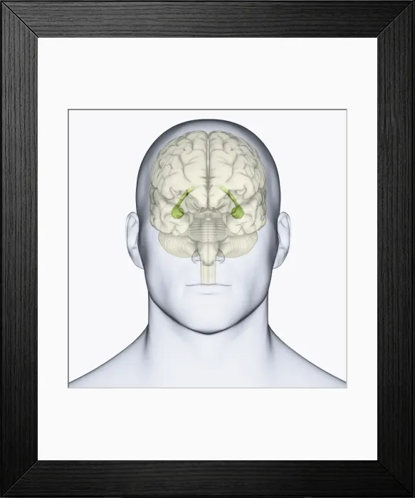 Framed Print : Digital illustration of head showing location of hippocampus in human brain Framed Print : Digital illustration of head showing location of hippocampus in human brain