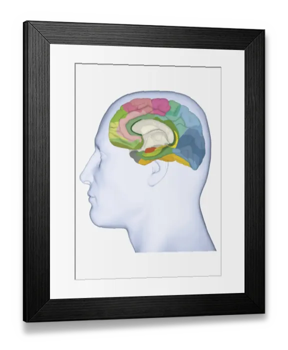Framed Print : Digital illustration of head in profile showing medial Brodmann areas of human brain highlighted in different colours Framed Print : Digital illustration of head in profile showing medial Brodmann areas of human brain highlighted in different colours