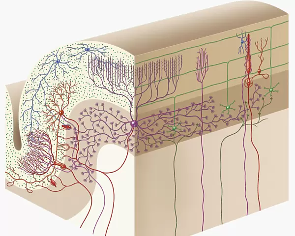 Digital cross section illustration of human cerebellar cortex