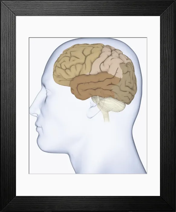 Framed Print : Digital illustration of head in profile showing lateral view of cortex in brain Framed Print : Digital illustration of head in profile showing lateral view of cortex in brain