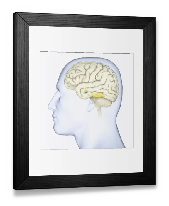 Framed Print : Digital illustration of head in profile showing face recognition area and amygdala in brain Framed Print : Digital illustration of head in profile showing face recognition area and amygdala in brain