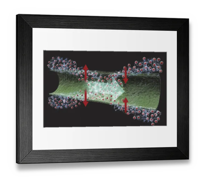 Framed Print : Digital illustration of nerve signal moving along membrane as wave of depolarization and repolarization Framed Print : Digital illustration of nerve signal moving along membrane as wave of depolarization and repolarization