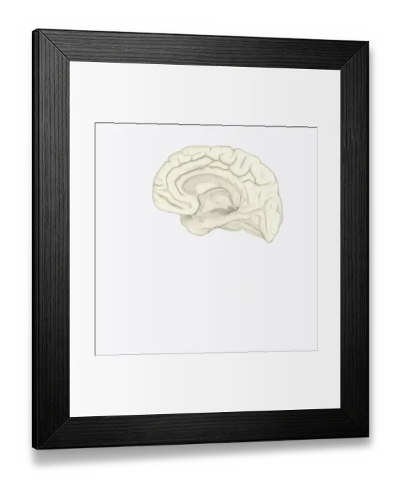 Framed Print : Digital illustration of human brain showing corpus collosum and cingulate gyrus on medial surface of human brain