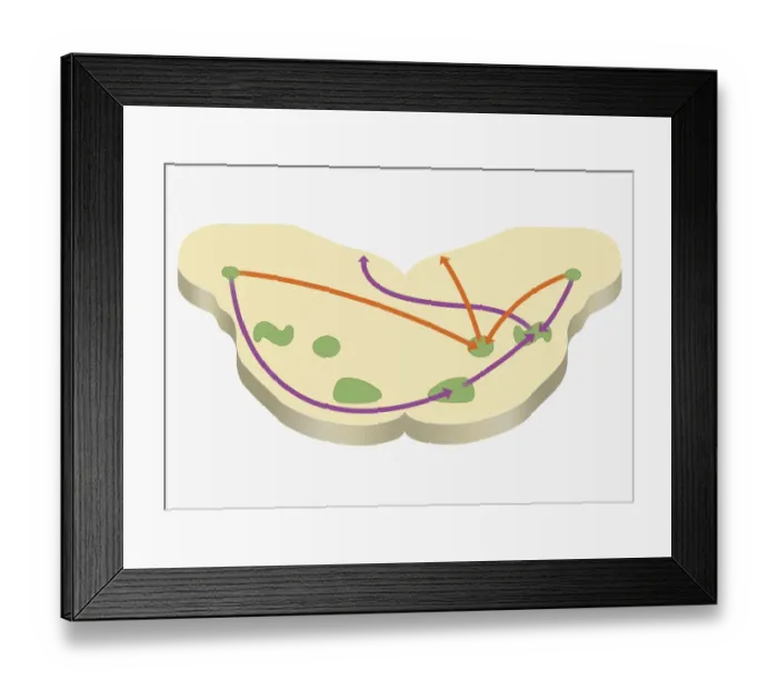 Framed Print : Digital cross section illustration of localization of source of sound in human brain Framed Print : Digital cross section illustration of localization of source of sound in human brain