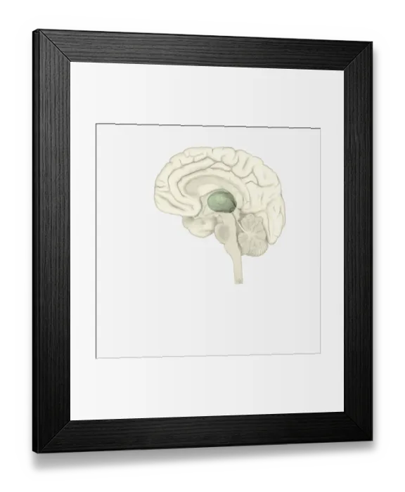Framed Print : Digital illustration of thalamus is human brain highlighted in green Framed Print : Digital illustration of thalamus is human brain highlighted in green