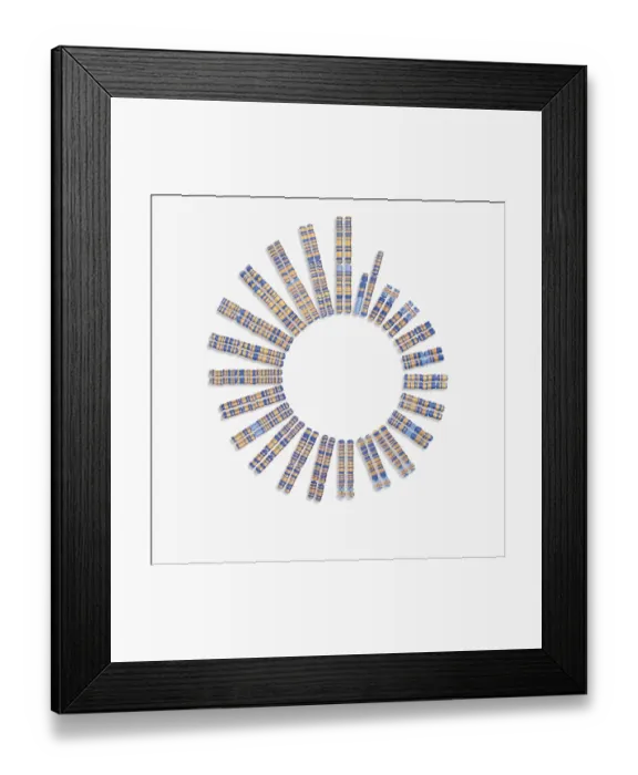 Framed Print : Digital illustration of 22 pairs of chromosomes plus one sex pair Framed Print : Digital illustration of 22 pairs of chromosomes plus one sex pair
