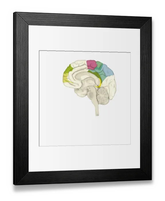 Framed Print : Digital illustration of parts of human brain highlighted in shades of green, pink, blue, and yellow