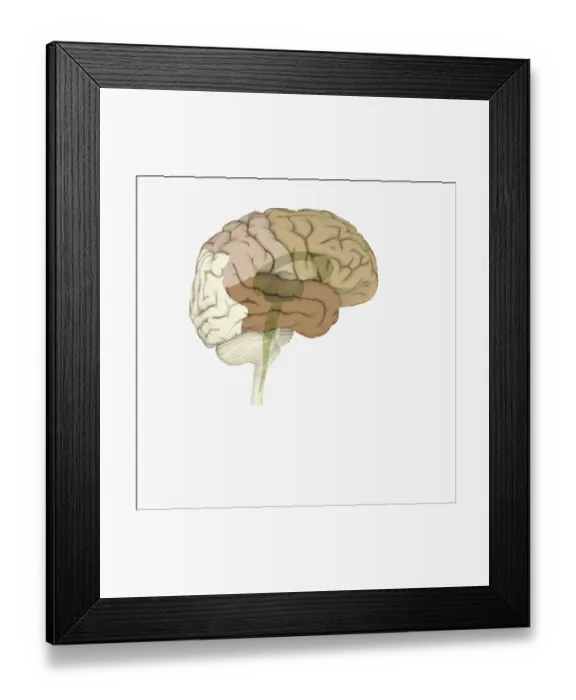Framed Print : Digital illustration of brain areas involved in altered states Framed Print : Digital illustration of brain areas involved in altered states