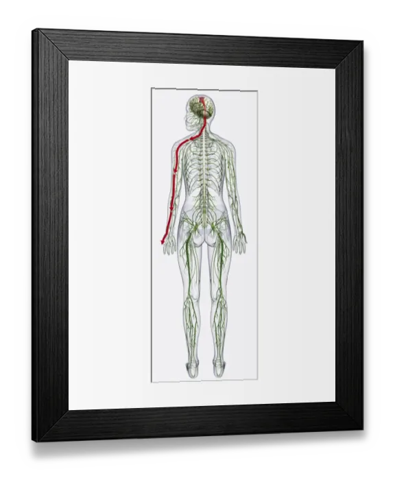 Framed Print : Digital illustration of of human nervous system Framed Print : Digital illustration of of human nervous system