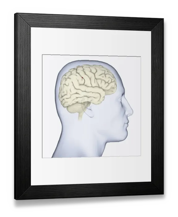 Framed Print : Digital illustration of head in profile showing brain