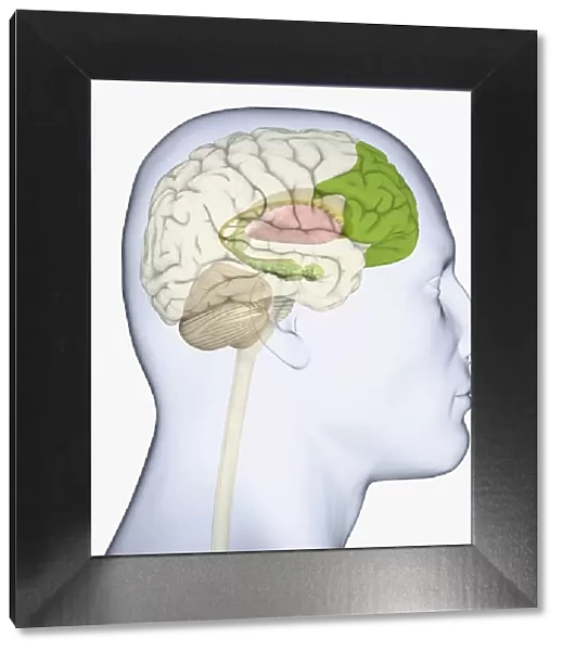 Digital illustration of adult human head in profile highlighting parts of brain