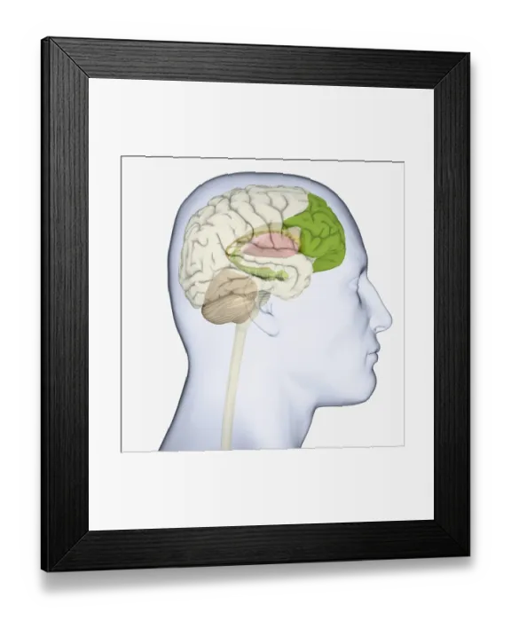 Framed Print : Digital illustration of adult human head in profile highlighting parts of brain Framed Print : Digital illustration of adult human head in profile highlighting parts of brain