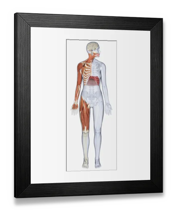 Framed Print : Digital illustration of female anatomy showing muscles of neck, arm, chest, diaphragm and upper leg Framed Print : Digital illustration of female anatomy showing muscles of neck, arm, chest, diaphragm and upper leg
