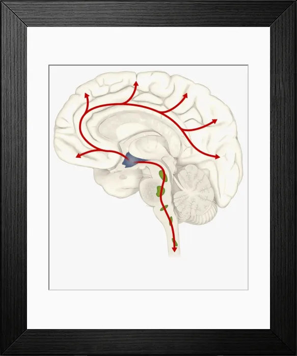 Framed Print : Digital illustration of Hypocretin System in human brain with Hypothalamus highlighted in blue, Locus Coeruleus and Raphne nuclei in green Framed Print : Digital illustration of Hypocretin System in human brain with Hypothalamus highlighted in blue, Locus Coeruleus and Raphne nuclei in green