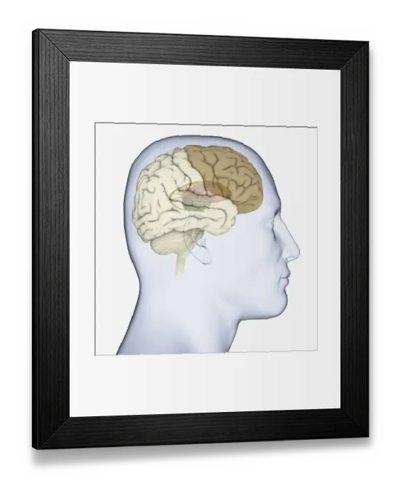 Framed Print : Digital illustration of head in profile showing brain with basal ganglia, thalamus and frontal cortex highlighted