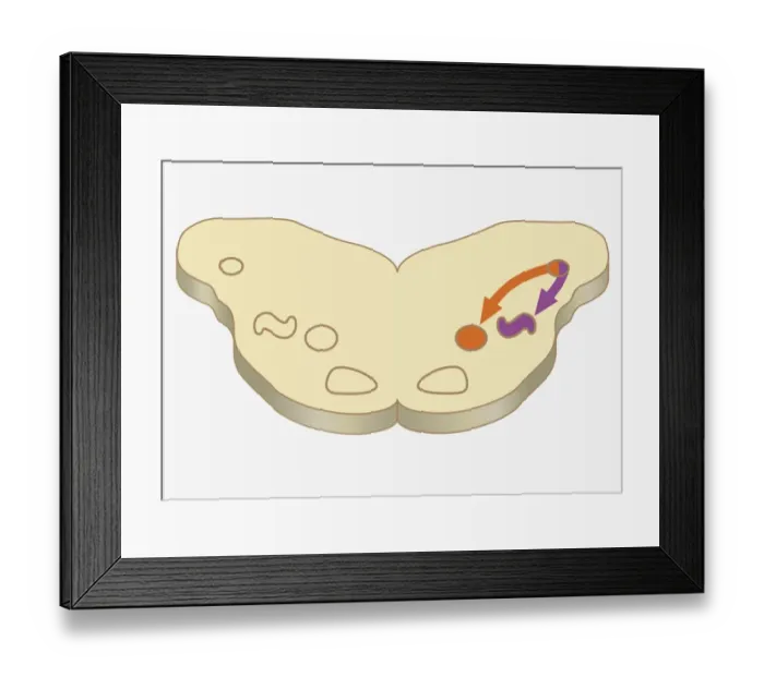 Framed Print : Digital cross section illustration of impulses passing from nearer cochlea nucleus to lateral superior olive Framed Print : Digital cross section illustration of impulses passing from nearer cochlea nucleus to lateral superior olive