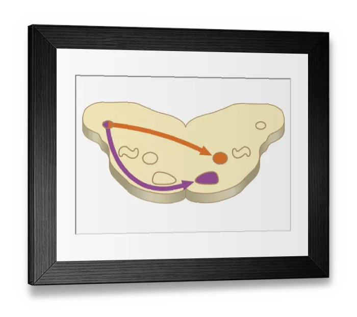 Framed Print : Digital cross section illustration showing direction of signal sent from far cochlea nucleus to medial superior olive located in auditory cortex of human brain Framed Print : Digital cross section illustration showing direction of signal sent from far cochlea nucleus to medial superior olive located in auditory cortex of human brain