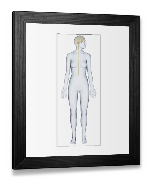 Framed Print : Digital illustration of woman with head in profile showing brain connected to spinal cord Framed Print : Digital illustration of woman with head in profile showing brain connected to spinal cord