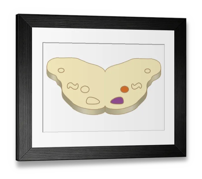 Framed Print : Digital cross section illustration of medial nucleus and lateral superior olive in human brain