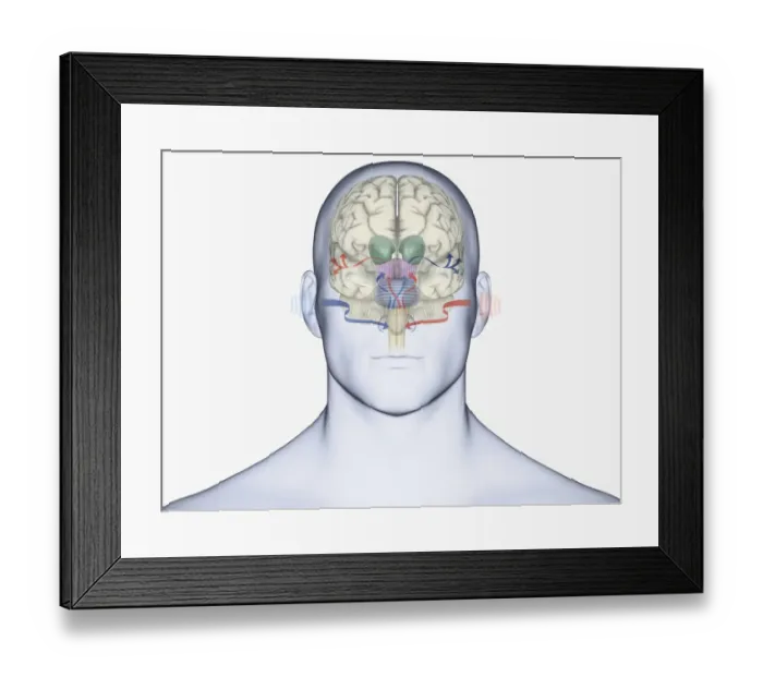 Framed Print : Digital illustration of human brain with sound entering via brain stem and thalamus to auditory cortex Framed Print : Digital illustration of human brain with sound entering via brain stem and thalamus to auditory cortex