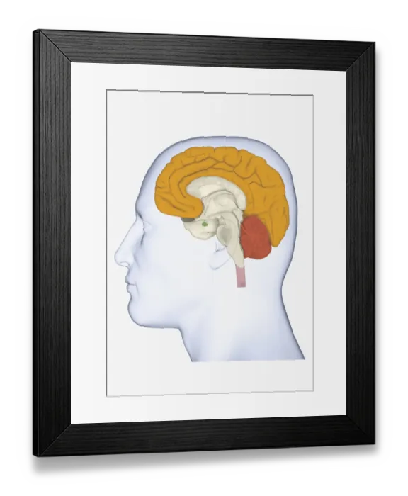Framed Print : Digital illustration head in profile with cerebrum and cortex highlighted Framed Print : Digital illustration head in profile with cerebrum and cortex highlighted