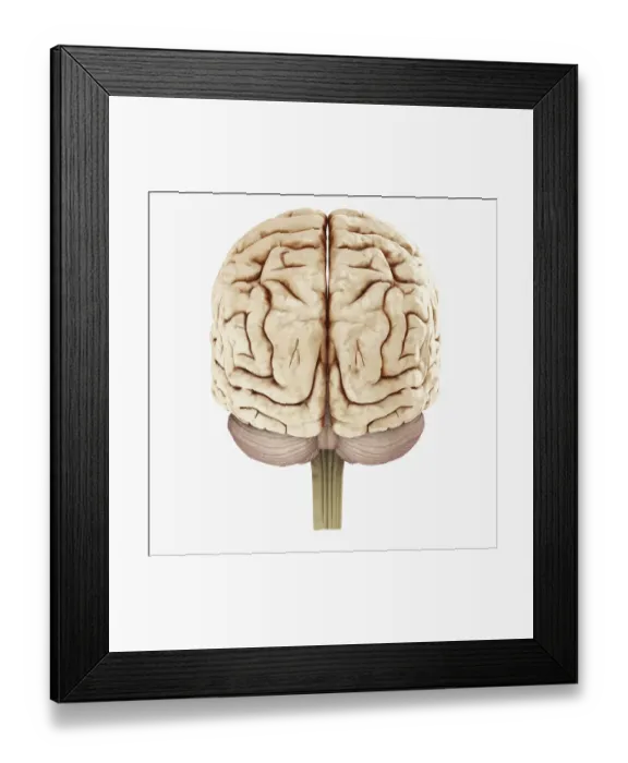 Framed Print : Digital illustration of showing back view of human brain Framed Print : Digital illustration of showing back view of human brain
