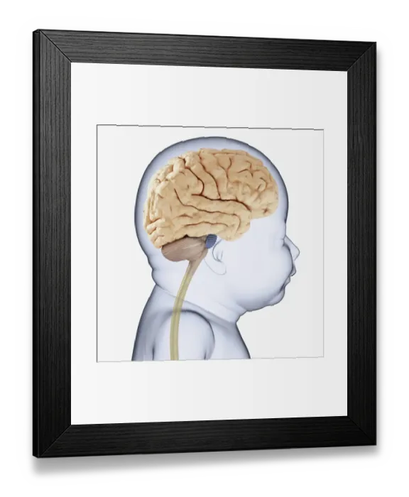 Framed Print : Digital illustration of head of baby in profile showing brain