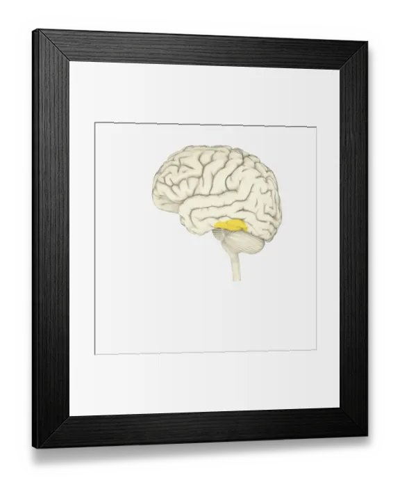Framed Print : Digital illustration of human brain showing face-recognition area highlighted in yellow Framed Print : Digital illustration of human brain showing face-recognition area highlighted in yellow