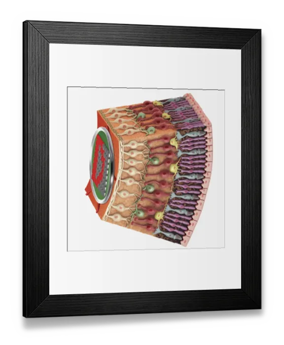 Framed Print : Cross section digital illustration of retina with futuristic retinal implant Framed Print : Cross section digital illustration of retina with futuristic retinal implant