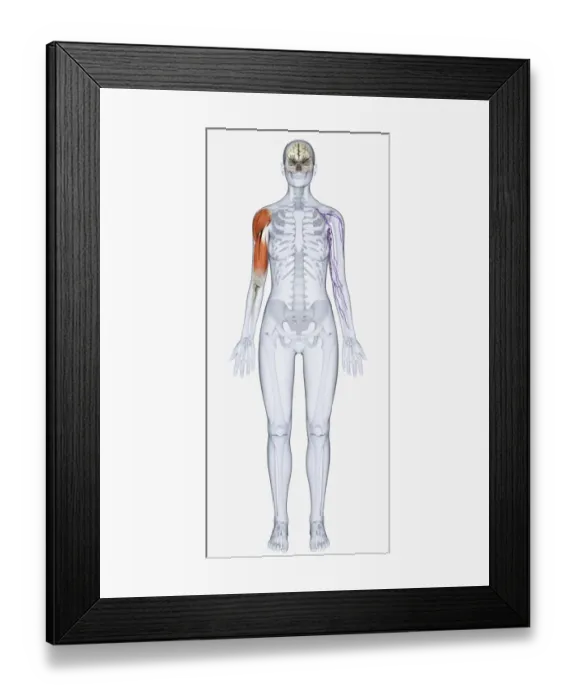 Framed Print : Digital illustration of human skeleton showing upper arm muscles Framed Print : Digital illustration of human skeleton showing upper arm muscles