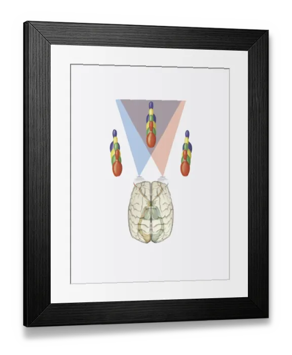 Framed Print : Digital illustration of human brain with differing views provided by each eye producing three dimensional vision Framed Print : Digital illustration of human brain with differing views provided by each eye producing three dimensional vision