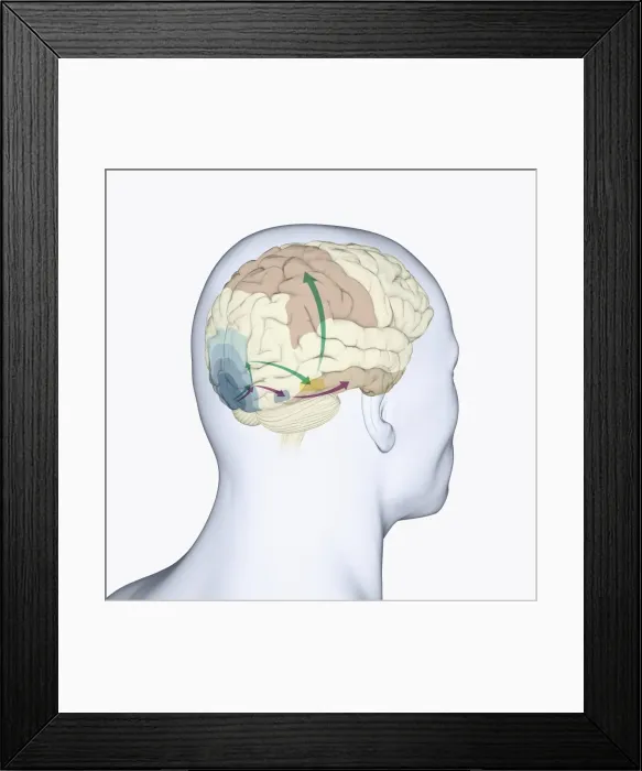 Framed Print : Digital illustration of head in profile showing dorsal and ventral pathways of brain Framed Print : Digital illustration of head in profile showing dorsal and ventral pathways of brain