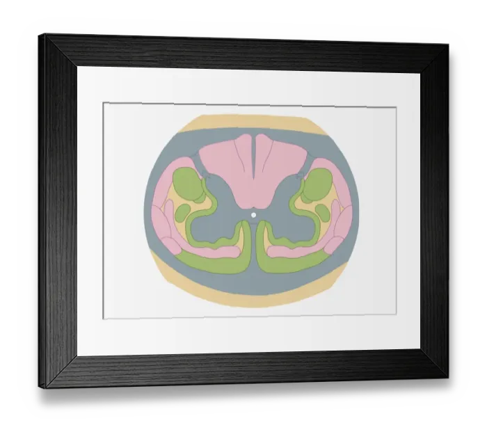 Framed Print : Cross section digital illustration of spinal nerve fibres and convey motor signals highlighted in pink and green
