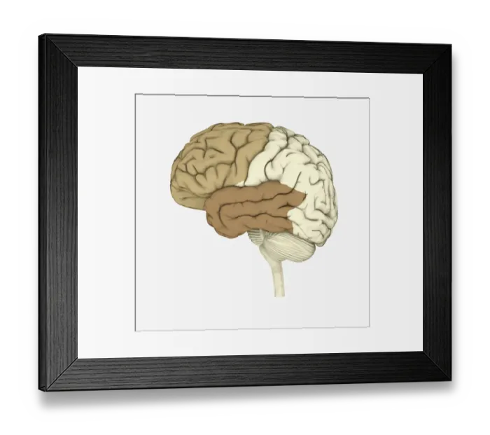 Framed Print : Digital illustration of human brain highlighting frontal and temporal lobes Framed Print : Digital illustration of human brain highlighting frontal and temporal lobes