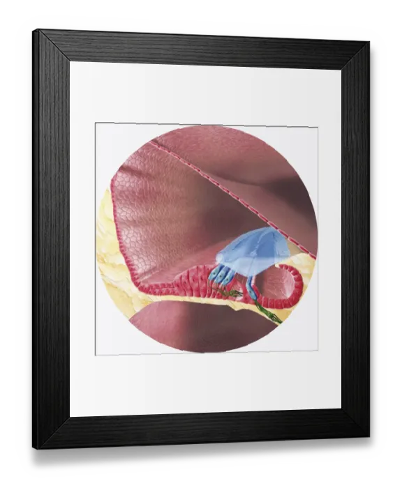 Framed Print : Digital illustration of Corti organ found in cochlea of human ear Framed Print : Digital illustration of Corti organ found in cochlea of human ear