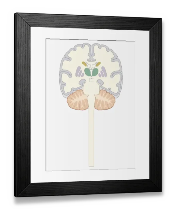 Framed Print : Cross section digital illustration of human brain showing caudate nucleus, putamen, external globus pallidus, and internal globus pallidus Framed Print : Cross section digital illustration of human brain showing caudate nucleus, putamen, external globus pallidus, and internal globus pallidus