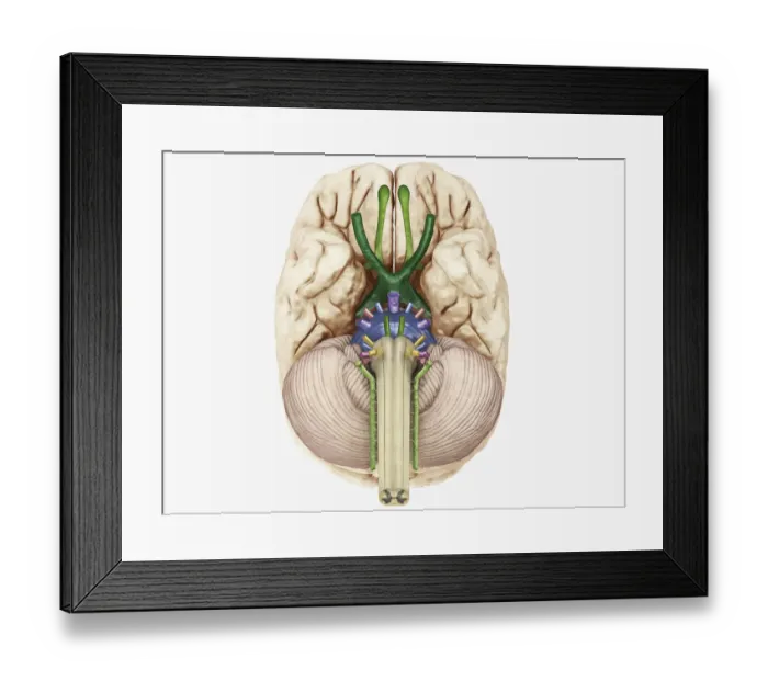 Framed Print : Digital illustration of cranial nerves linked to human brain Framed Print : Digital illustration of cranial nerves linked to human brain