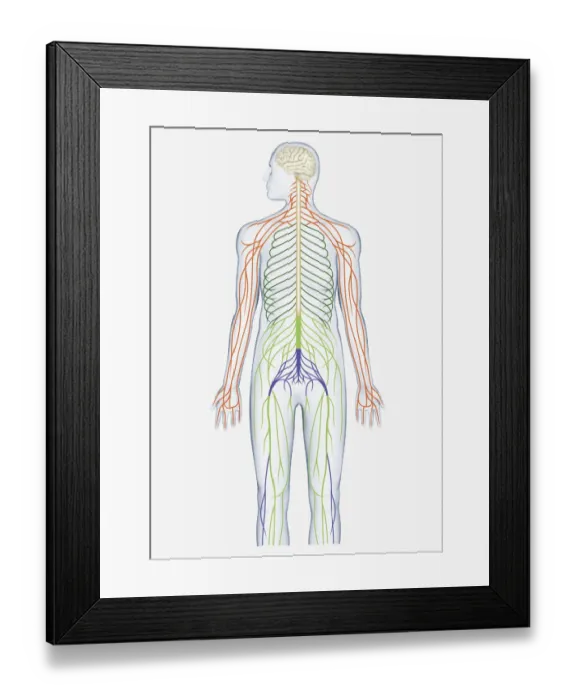 Framed Print : Digital illustration of brain connected to spinal nerves branching out from spinal cord Framed Print : Digital illustration of brain connected to spinal nerves branching out from spinal cord
