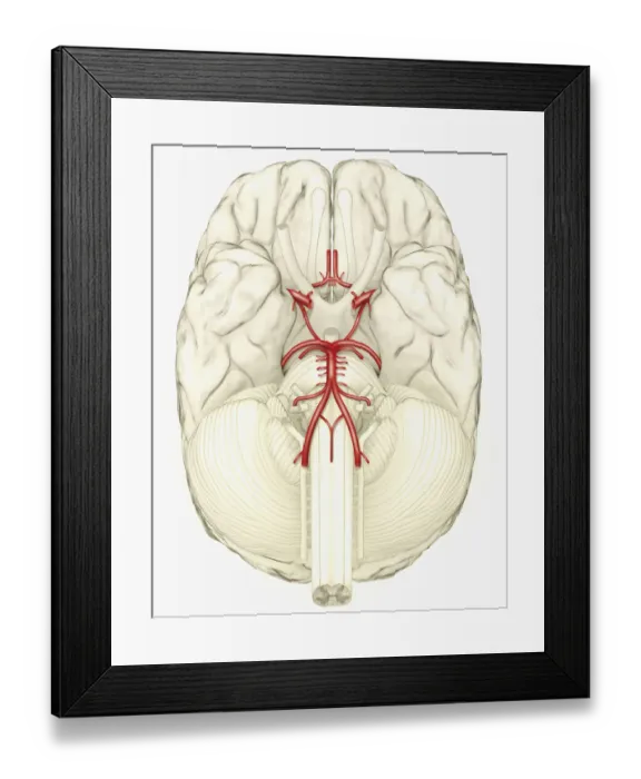 Framed Print : Digital illustration showing arteries in human brain Framed Print : Digital illustration showing arteries in human brain