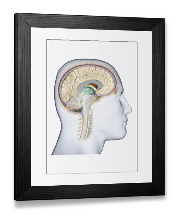 Framed Print : Digital illustration of head in profile showing brain