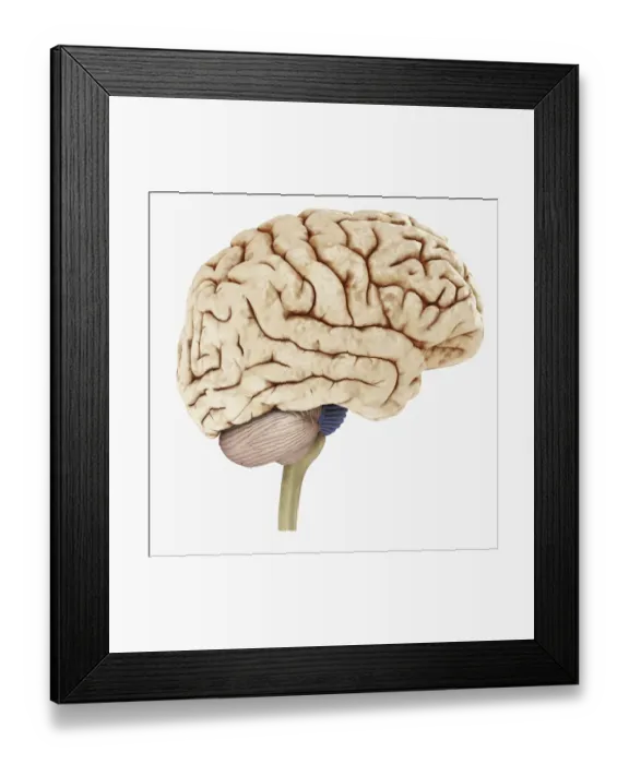 Framed Print : Digital illustration of showing right side human brain Framed Print : Digital illustration of showing right side human brain