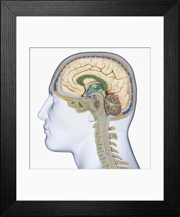 Framed Print : Digital illustration of head in profile showing cross section of brain, neck vertebra and spine
