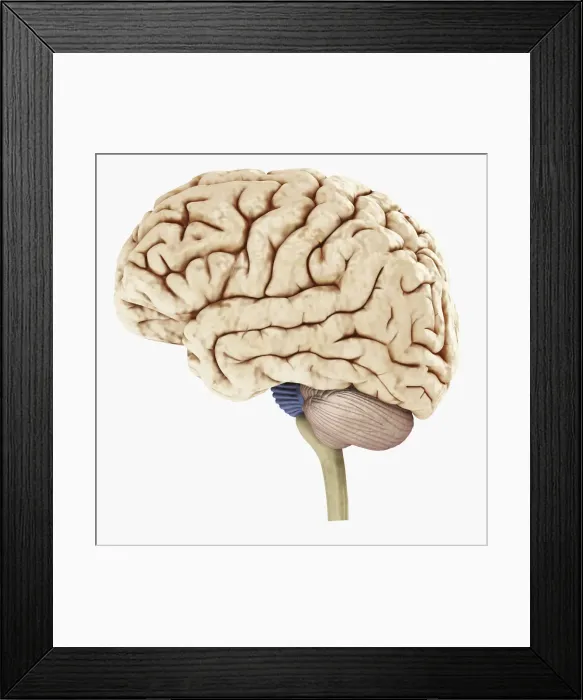 Framed Print : Digital illustration of showing left side of human brain Framed Print : Digital illustration of showing left side of human brain
