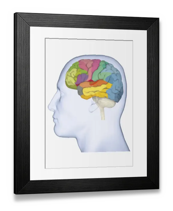 Framed Print : Digital illustration of head in profile showing separate areas of brain highlighted in different colours