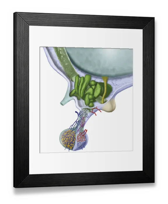 Framed Print : Digital cross section illustration of human hypothalamus and pituitary gland Framed Print : Digital cross section illustration of human hypothalamus and pituitary gland
