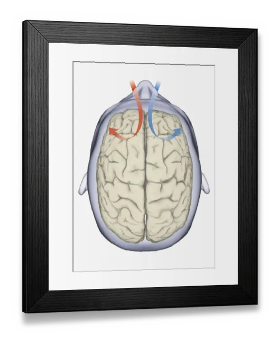 Framed Print : Digital illustration of same side processing of smell from nostril to human brain