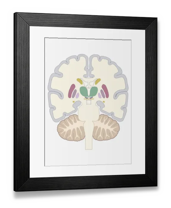 Framed Print : Digital cross section illustration of human brain showing location of basal nuclei Framed Print : Digital cross section illustration of human brain showing location of basal nuclei