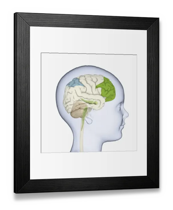 Framed Print : Digital illustration of childs head in profile highlighting parts of brain Framed Print : Digital illustration of childs head in profile highlighting parts of brain