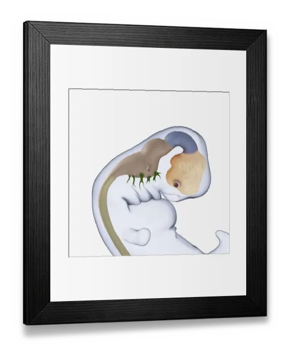 Framed Print : Digital illustration of 7 week old human embryo Framed Print : Digital illustration of 7 week old human embryo